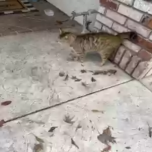 found female cat unknown