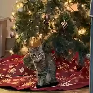 lost male cat tiger