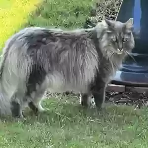 lost male cat rascal