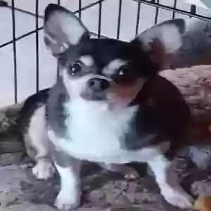 lost female dog kia