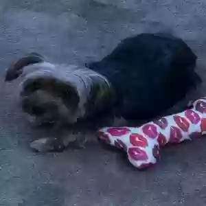 lost female dog unknown