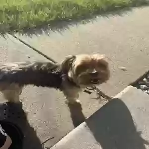 lost female dog lulu
