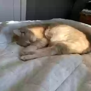 lost male cat ricky