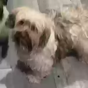 lost female dog zoey