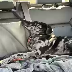 lost male dog rooster