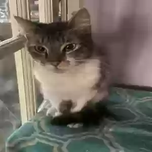 lost female cat frank