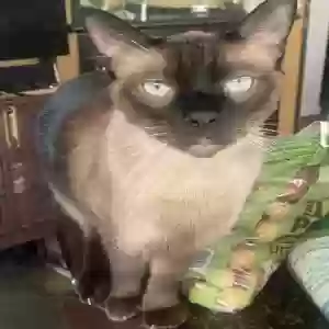 lost male cat weezer