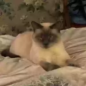 lost female cat cosmos