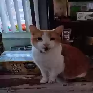 lost male cat peaches