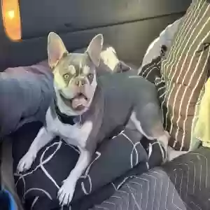 lost female dog daisy/ precious on purple collar