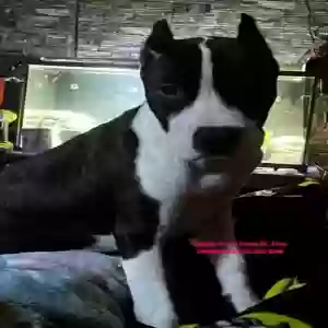 lost female dog princess