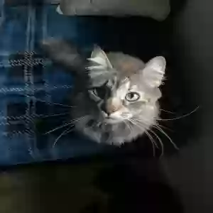 lost female cat michi