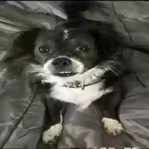 lost female dog harlem