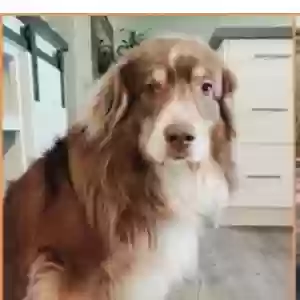 lost male dog toby