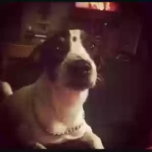 lost male dog shiloh