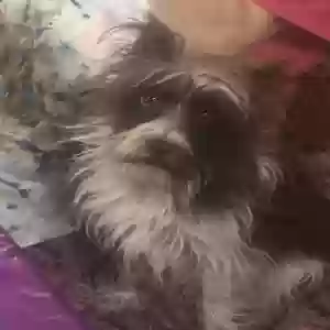 lost female dog loretta