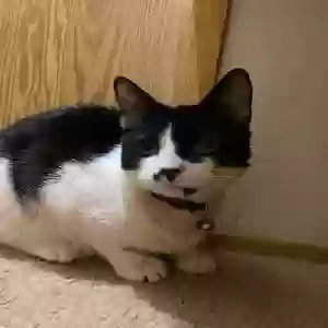 lost female cat chloe