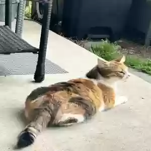 lost female cat cali