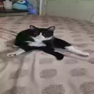 lost male cat taika