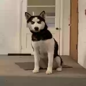 lost female dog freya