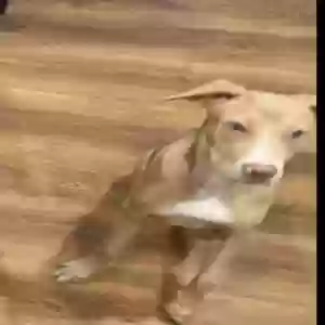 lost female dog unknown