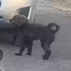lost male dog paxie