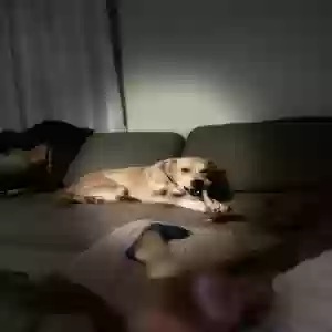 lost female dog unknown