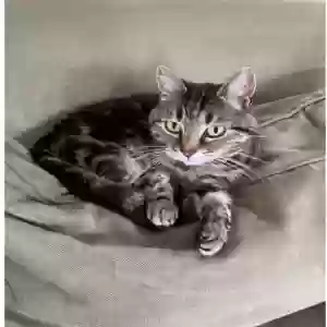 lost female cat mia