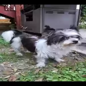 lost male dog chacho