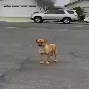 found female dog unknown