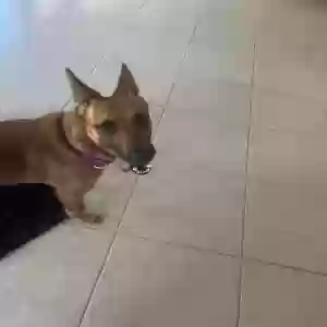 found female dog i don’t know