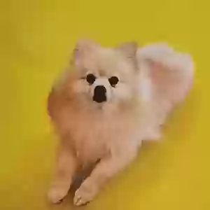 lost female dog peach
