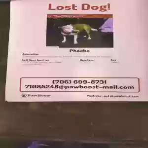 lost female dog phoebe