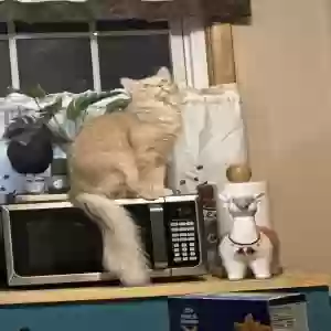 lost male cat bean