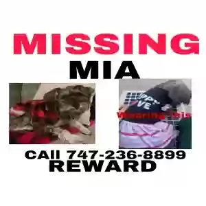 lost female dog mia