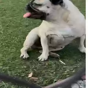 lost female dog chela mela