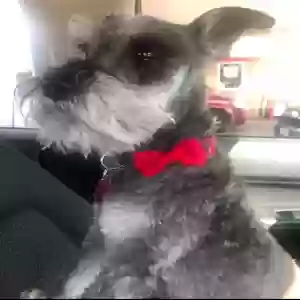 lost female dog cocoa