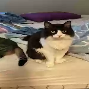 lost male cat loki