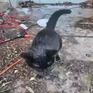 found female cat unknown