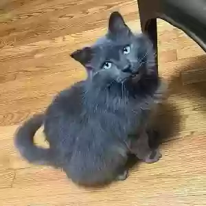 lost male cat smokey