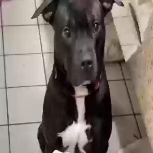 lost male dog spirit