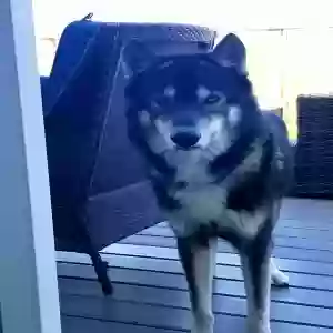 lost male dog thor