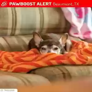 lost female dog cricket