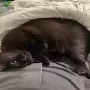 lost female cat cinder