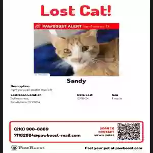 lost female cat sandy