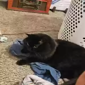 lost female cat minnie