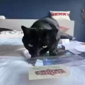 lost male cat boo