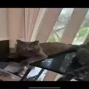 lost male cat unknown