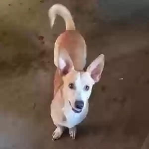 lost male dog spud
