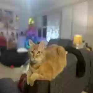 lost male cat gizmo